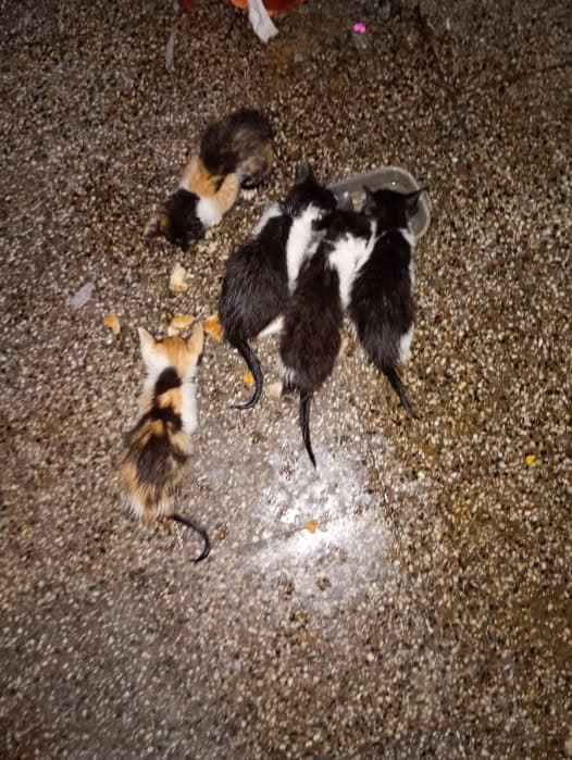 Katze in barrio oeste