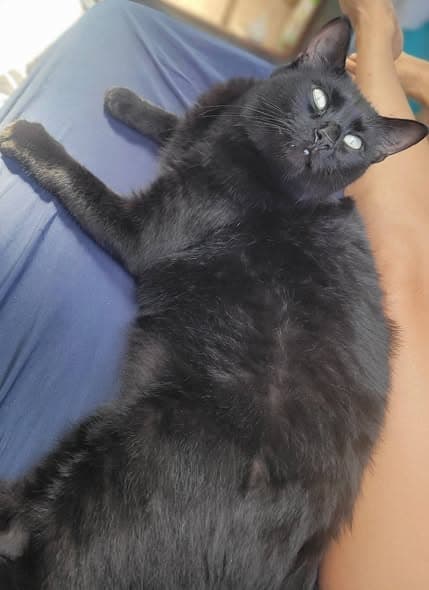 Pet Name Gato