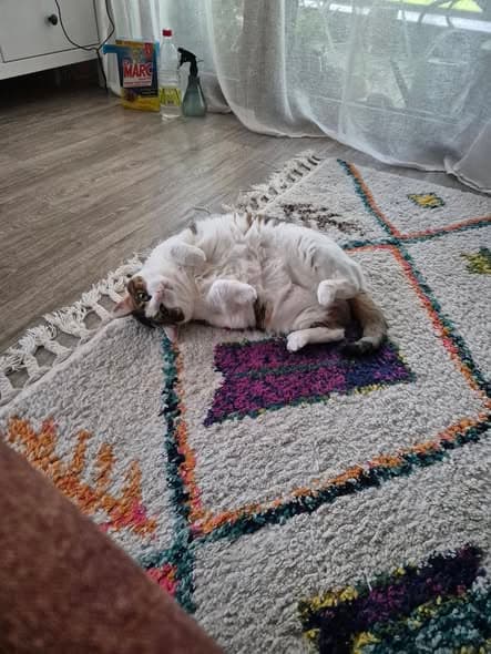 Bonbon