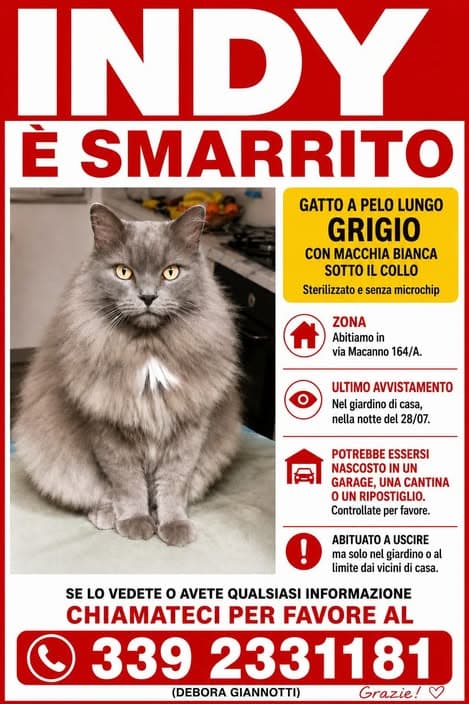 Gato
