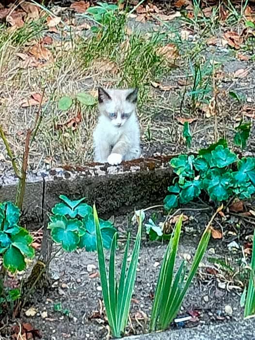 Name des Haustieres Gato encontrado