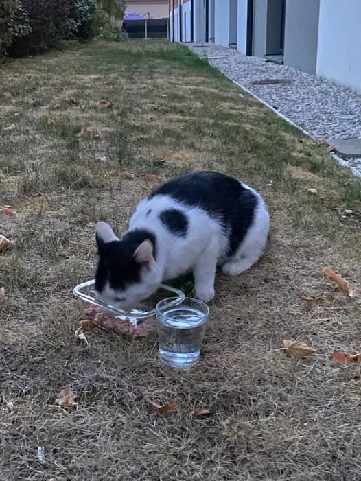 Gato en Saint André les Vergers