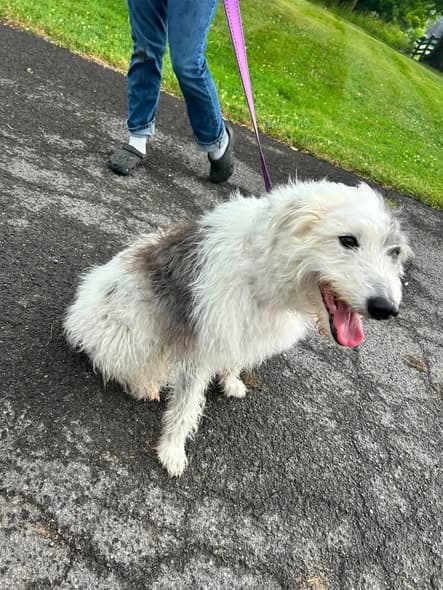 Perro en Cazenovia