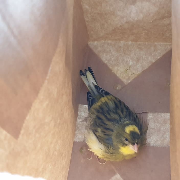 Bird in Paris