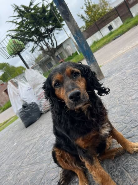 Perro encontrado