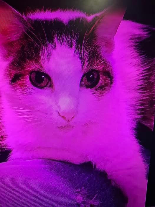Kitty