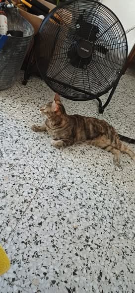 Moly