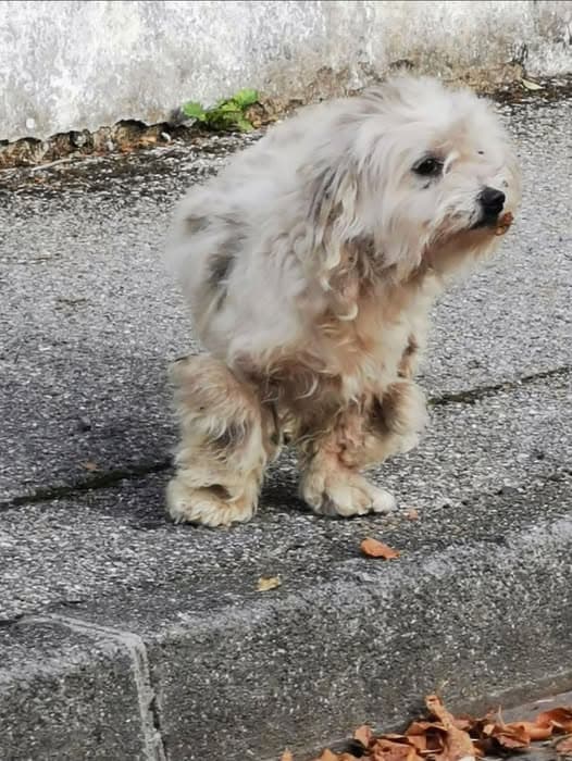 Hund in Cran-Gevrier