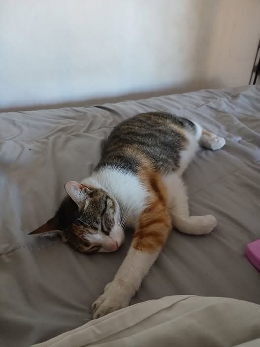 Lila