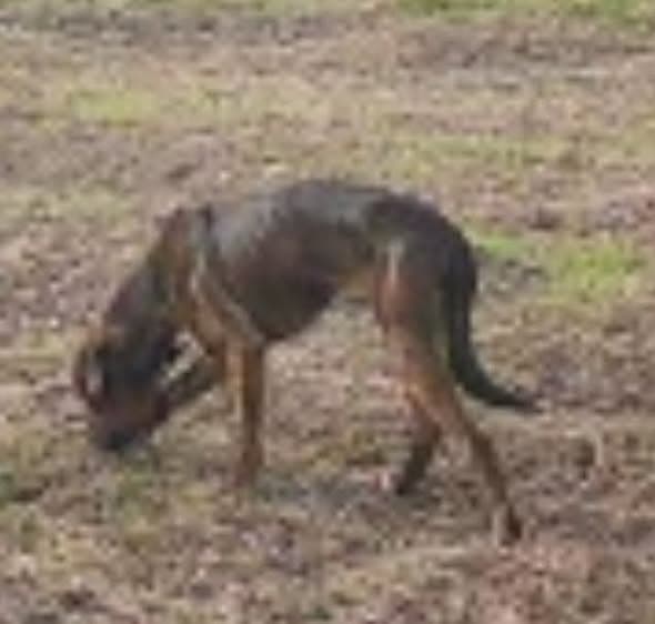 Perro en Sackets Harbor
