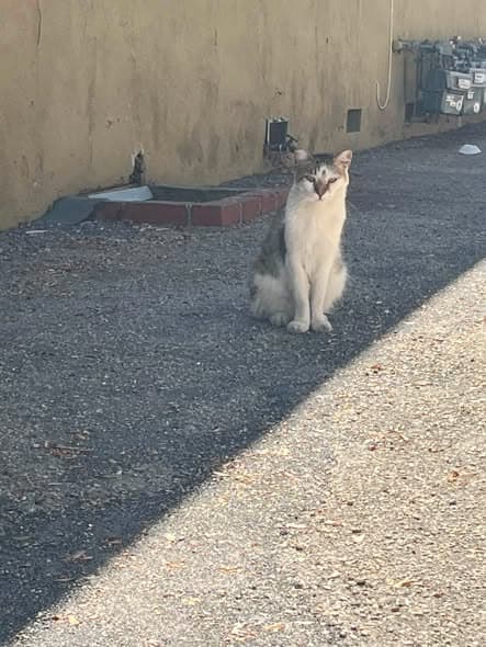 Cat in Lanark