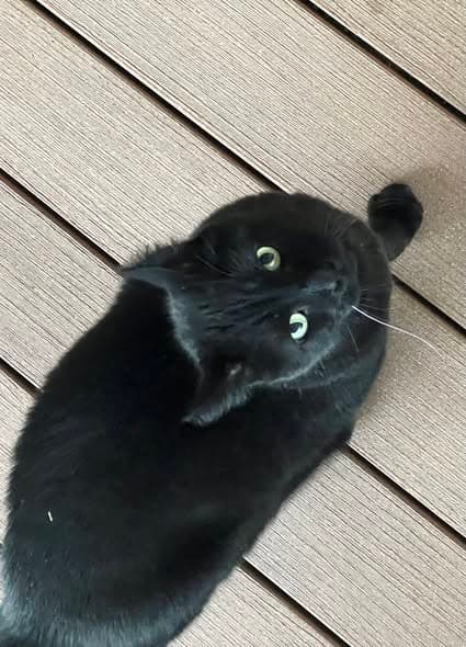 Katze gefunden