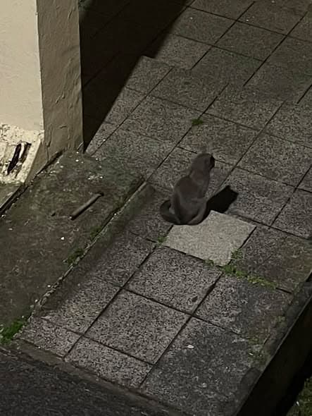 Katze in Chacabuco