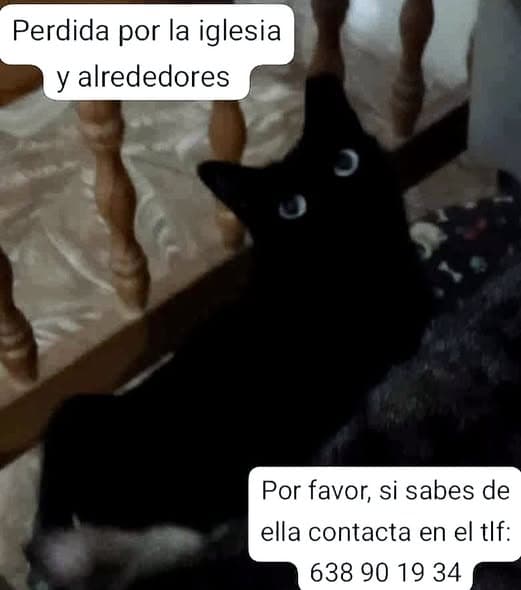 Negrita