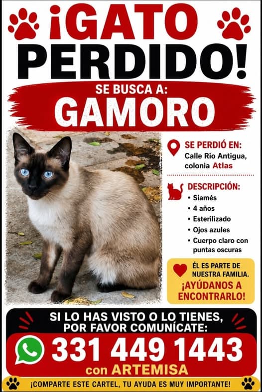Gato