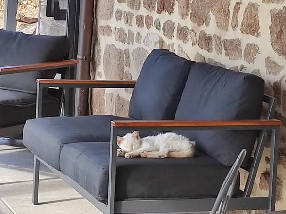 Cat in Varennes-sous-Dun