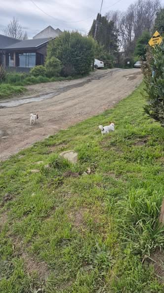 Perro en Pioneros