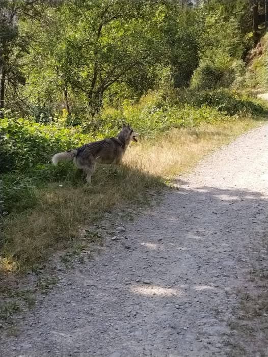 Dog in Chamonix