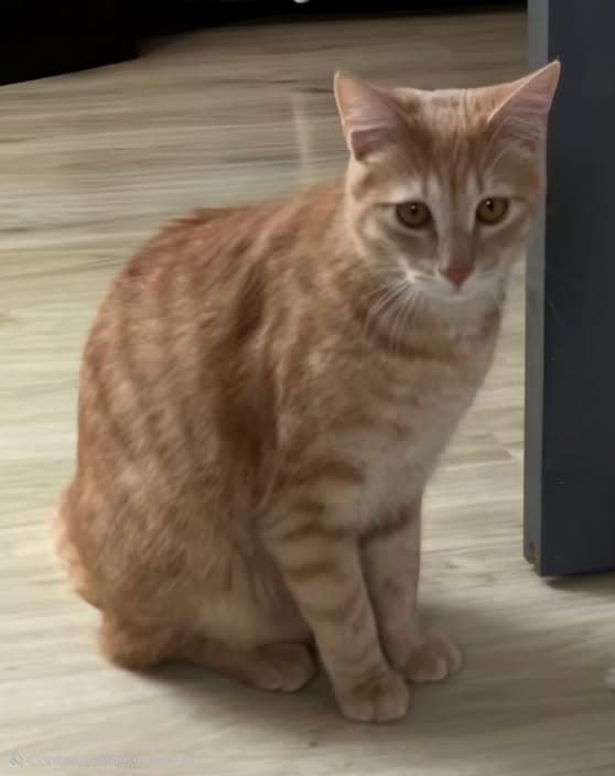 Rajah