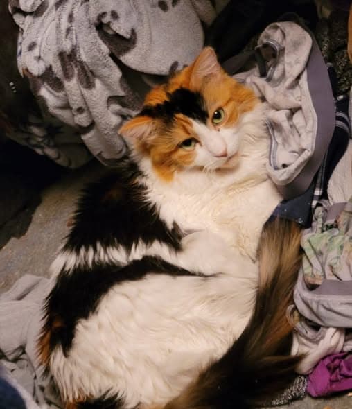 Name des Haustieres Callie