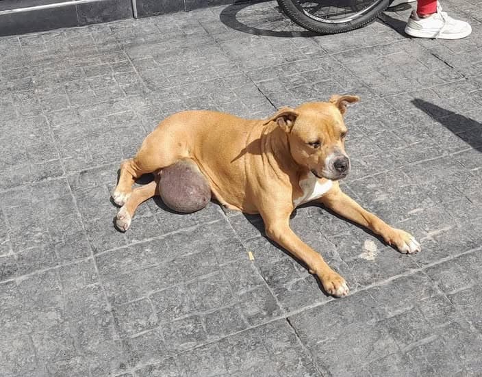 Perro en San Fernando
