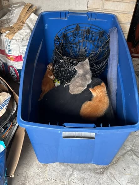 Gato encontrado