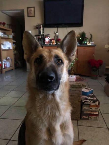 Perro