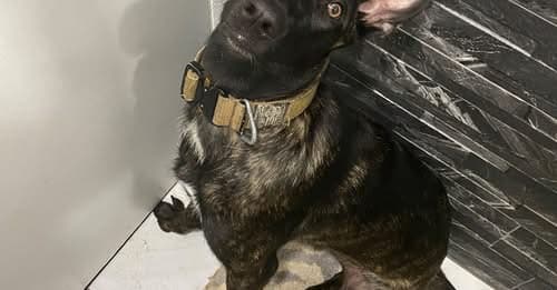 Stryker