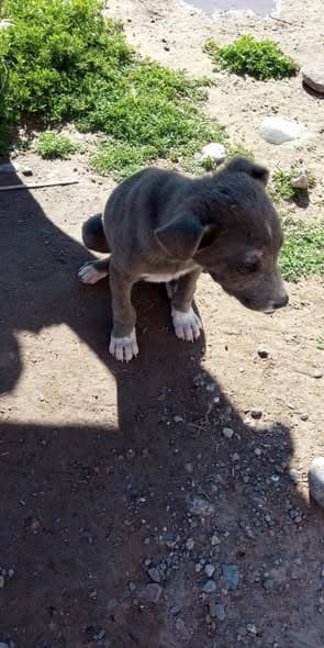 Hund gefunden