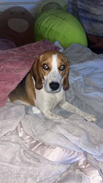 Taz