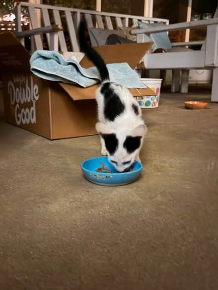 Cat in Herrin