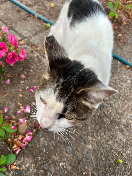 Name des Haustieres Gato en Portland