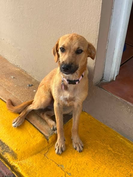 Canela