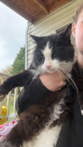 Katze in Franklin