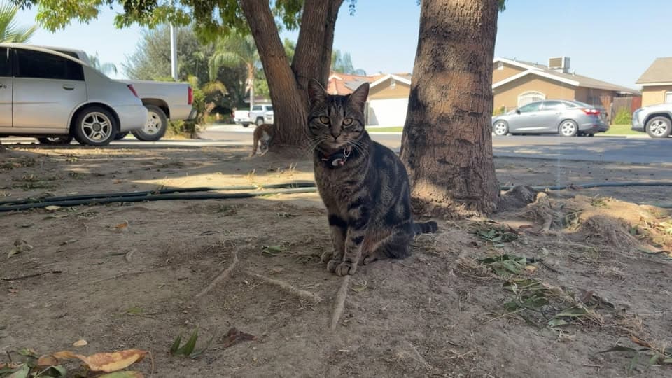 Nala