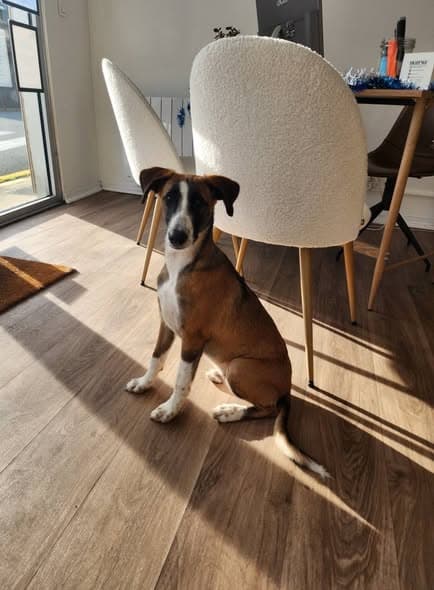 Dog in Saint Denis d'Oléron