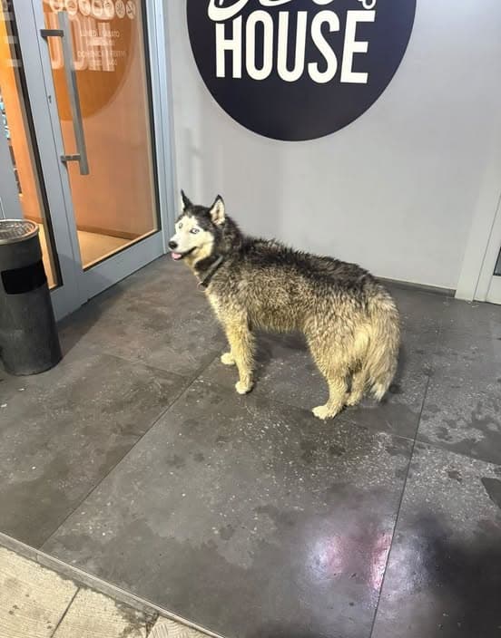 Dog in Teramo