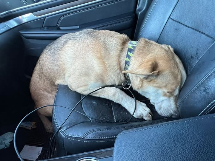 Perro encontrado