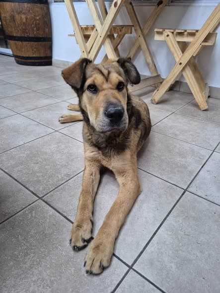 Perro en Maipú