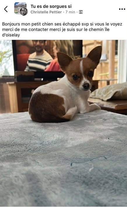 Dog