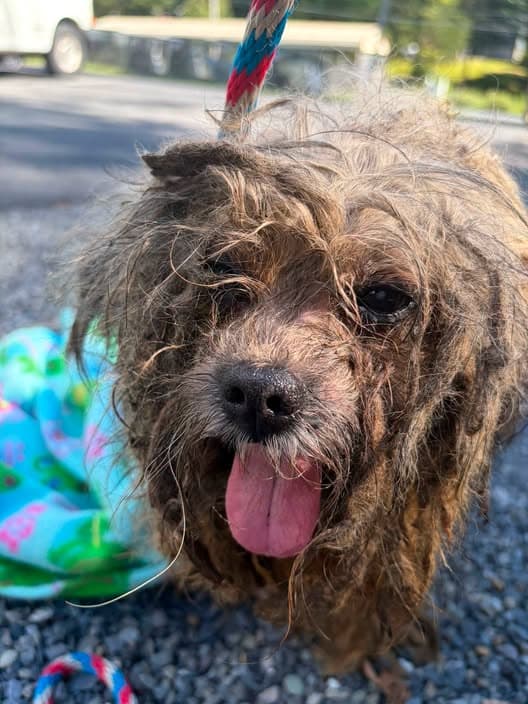 Dog in Ross Township