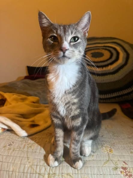 Cat in Philadelphia