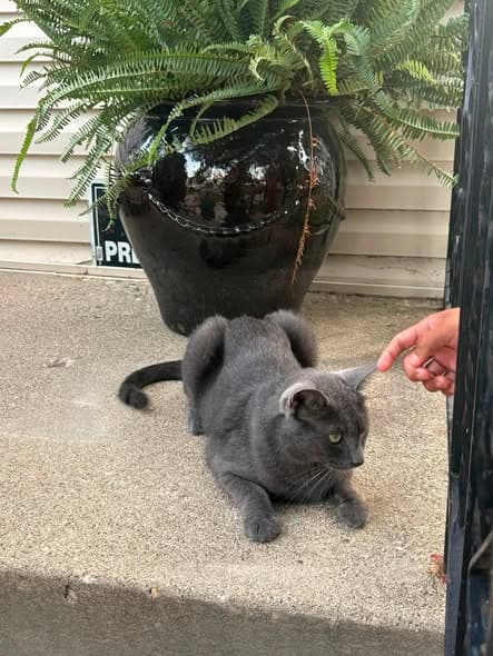 Gato encontrado