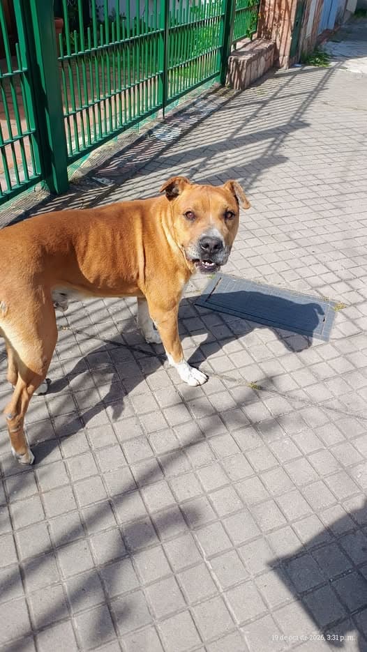Perro en Plaza las Heras