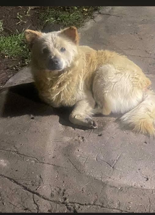 Hund in San Miguel