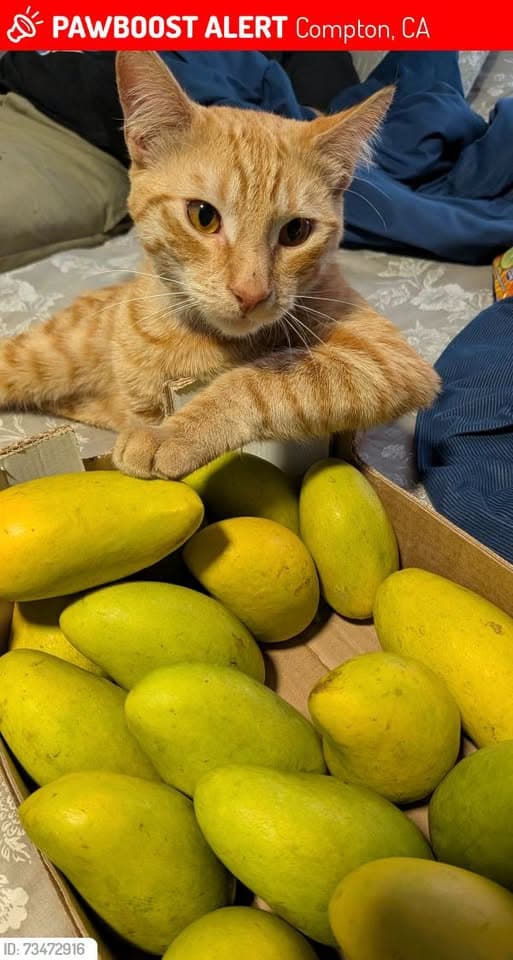 Katze