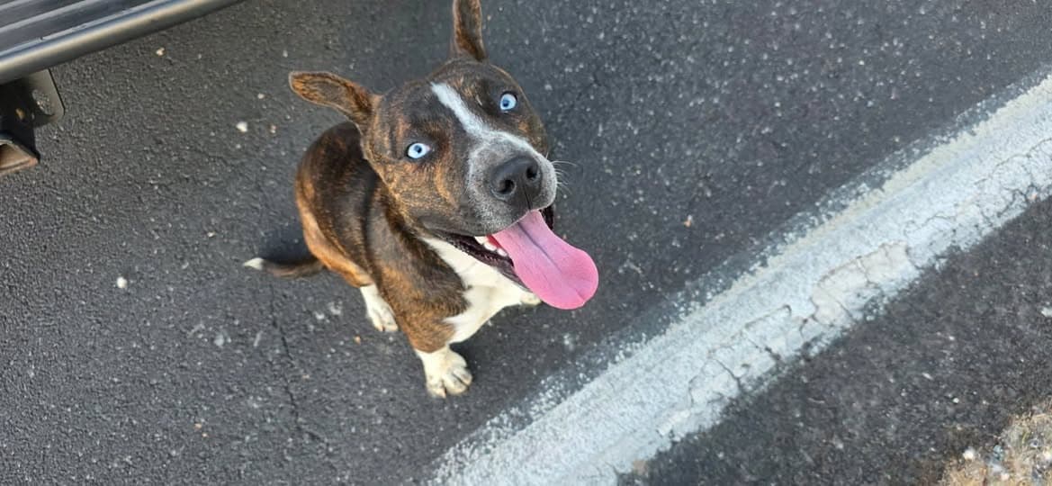 Name des Haustieres Perro encontrado