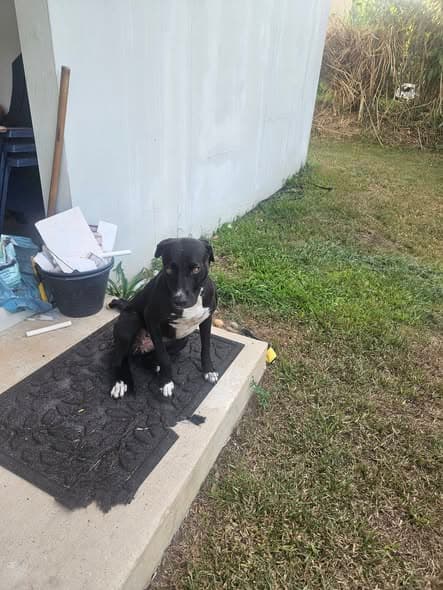 Hund in San Lorenzo