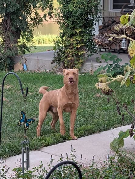 Hund in West Frankfort