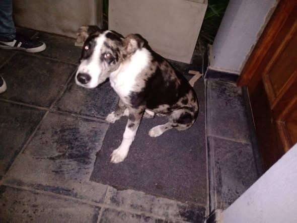 Perro en Ledesma